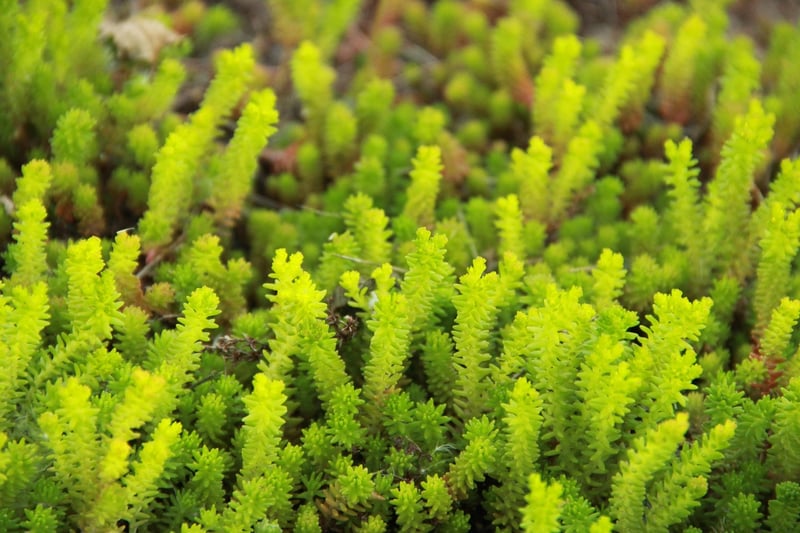Sedum
